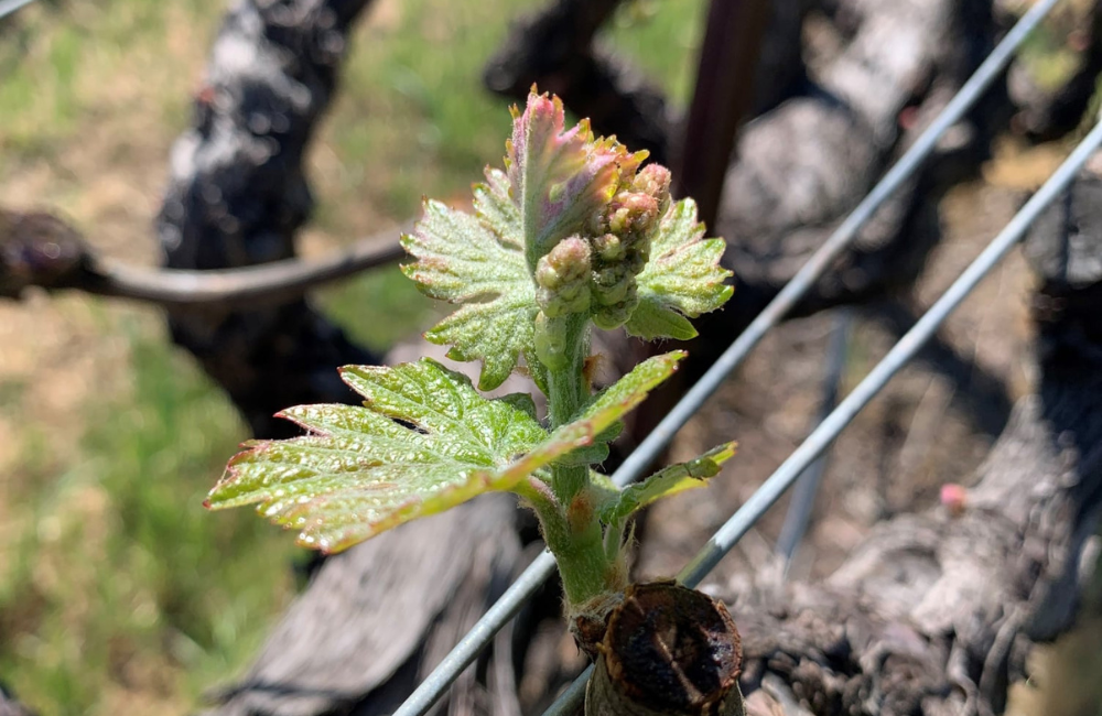 Bud Break in Rutherford